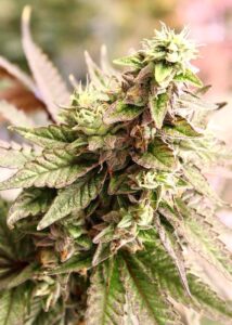 3OGs6-03